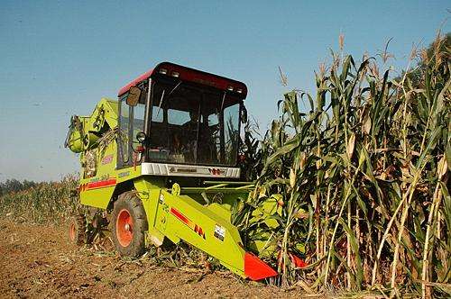 Correct Operation Of Farm Corn Combine Harvester