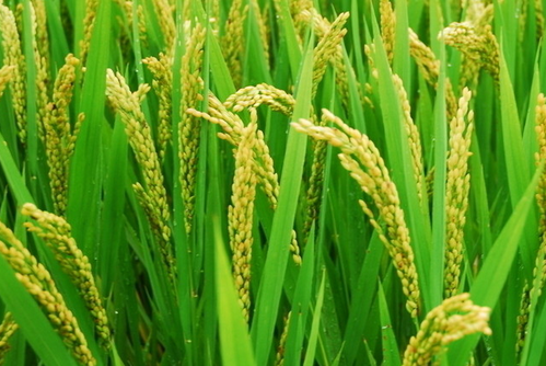 Rice Cultivation Requires Familiar Knowledge