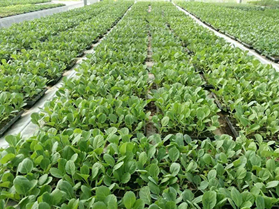 What Are The Benefits Of Greenhouse Vegetable Mulching