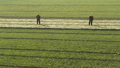 Guiding Opinions on Soybean Spring Sowing in 2020 Guiding Opinions on Soybean Spring Sowing in 2020
