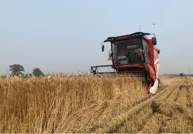 Several Combine Harvesters Drive Into Golden Wheat Wave