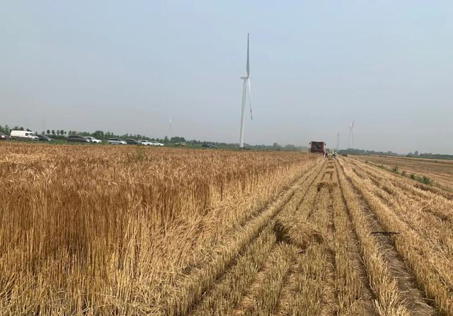 Several Combine Harvesters Drive Into Golden Wheat Wave