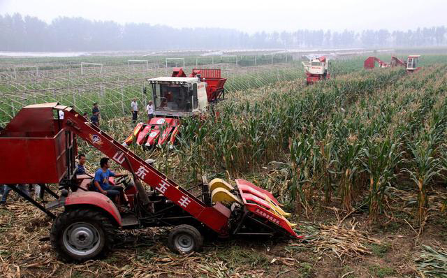 Regardless Of His Wife’S Objection, The Farmer Sun Bought A Farm Corn Combine Harvester For 200,000 Yuan. Is It Worth It?